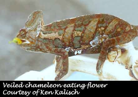 Chamaeleo calyptratus 'Veiled Chameleon' Sub-Adult-veiled ch